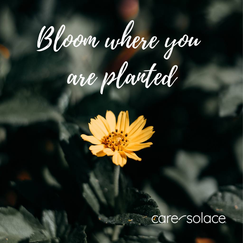 Bloom where you are planted - Care Solace